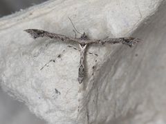 Anstenoptilia marmarodactyla