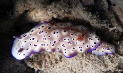 Hypselodoris tryoni