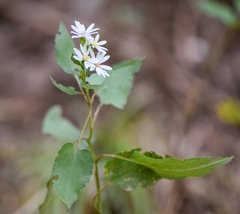 Symphyotrichum