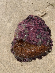 Phlyctenactis tuberculosa