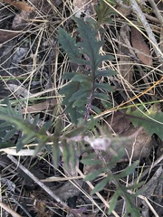 Arrhenechthites mixtus