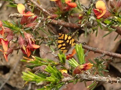 Tanyzancla argutella