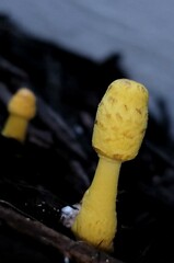 Leucocoprinus birnbaumii image
