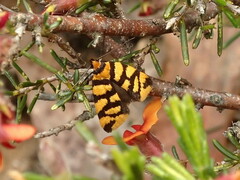 Tanyzancla argutella