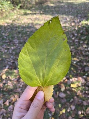 Celtis occidentalis