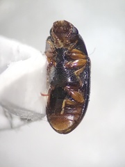 Dacne quadrimaculata