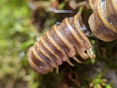 Arthrophaga myriapodina