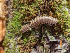 Arthrophaga myriapodina