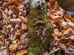 Arthrophaga myriapodina