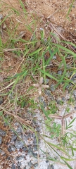 Dactyloctenium aegyptium