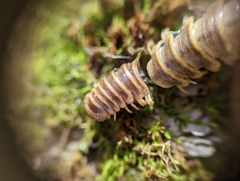 Arthrophaga myriapodina