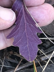 Arrhenechthites mixtus