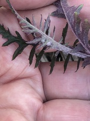 Arrhenechthites mixtus