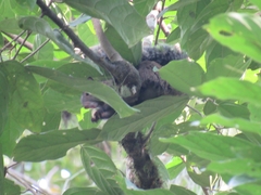 Sciurus yucatanensis