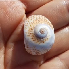 Naticarius stercusmuscarum