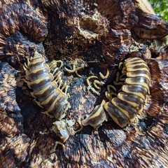 Arthrophaga myriapodina