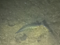 Ambystoma flavipiperatum