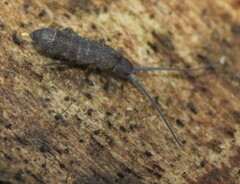 Tomocerinae