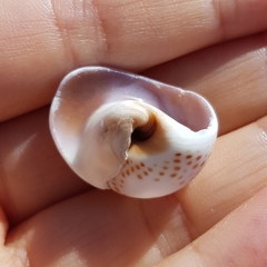 Naticarius stercusmuscarum