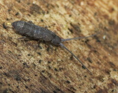 Tomocerinae