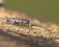 Tomocerinae