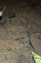 Ambystoma flavipiperatum