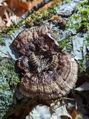 Arthrophaga myriapodina