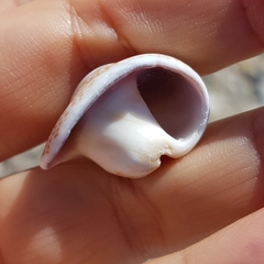 Naticarius stercusmuscarum