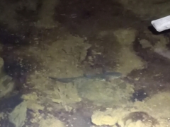 Ambystoma flavipiperatum