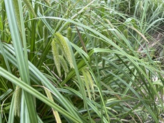 Carex fascicularis