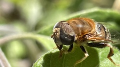 Palpada mexicana