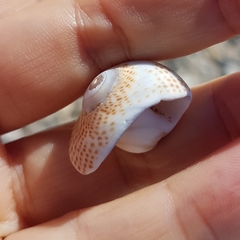 Naticarius stercusmuscarum