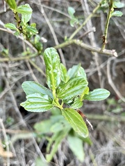 Ceanothus thyrsiflorus
