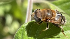 Palpada mexicana