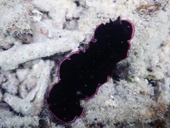 Pseudobiceros gloriosus