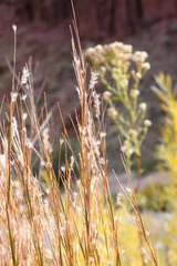 Schizachyrium scoparium