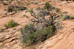 Juniperus osteosperma