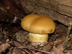 Cortinarius flavifolius