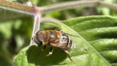 Palpada mexicana