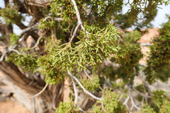 Juniperus osteosperma