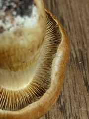 Cortinarius flavifolius