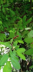 Erythroxylum