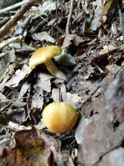 Cortinarius flavifolius