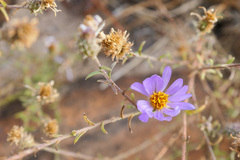 Dieteria canescens