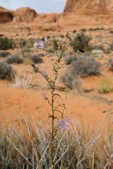 Dieteria canescens