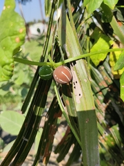 Diplocyclos palmatus