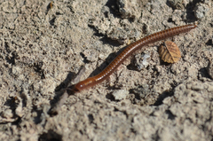 Parajulidae