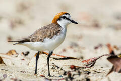 Charadrius ruficapillus