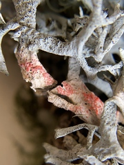 Pseudevernia furfuracea