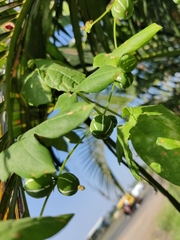 Diplocyclos palmatus